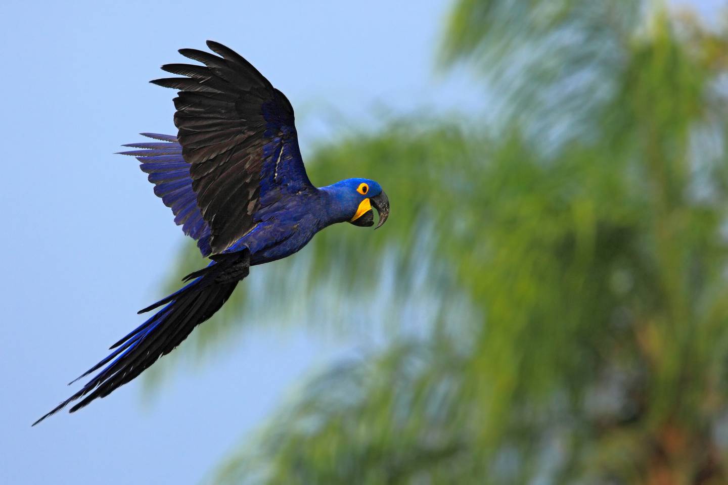 Hyacinth macaw The largest parrot in the world One Earth